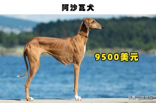 最贵狗排行榜图片(十大最贵的狗)插图5