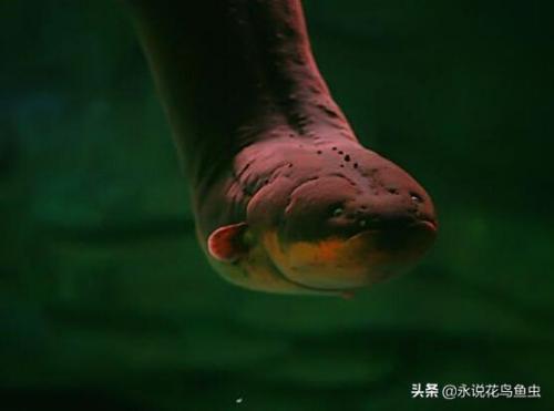 亚马逊杀手排行榜(生态杀手排行榜10名)插图4