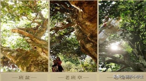 淘宝茶叶排行榜(茶叶网店排行榜前10名)插图5