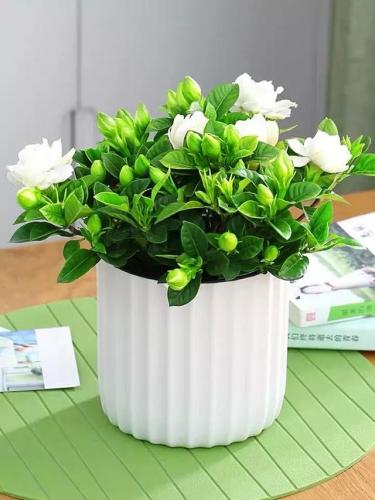斗战神广寒仙姬本源技(斗战神飞升技能前后比较)插图14