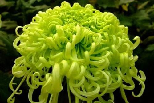 十大名花名字排行榜(十大名花颜色排名)插图19