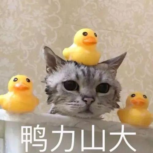 合肥美女(安徽的女生颜值高么)插图8