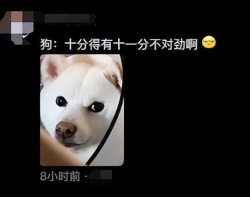 明星宠物面膜排名前十(全部明星的宠物的名字)插图10