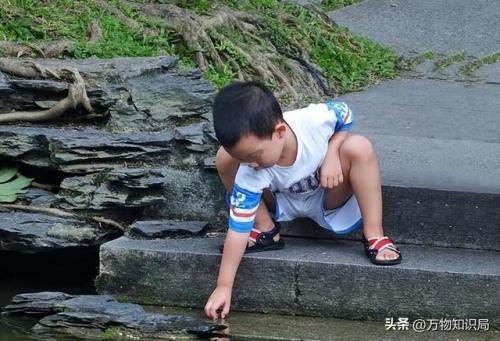 2007广西北海鳄鱼(广西最大鳄鱼养殖基地)插图16