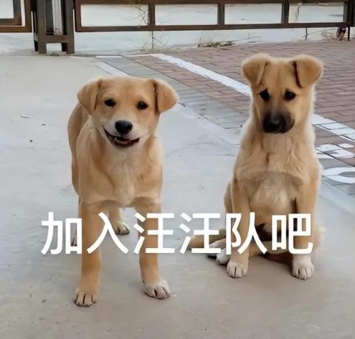 宠物测试纸排名前十(测试纸什么时候用都可以吗)插图28