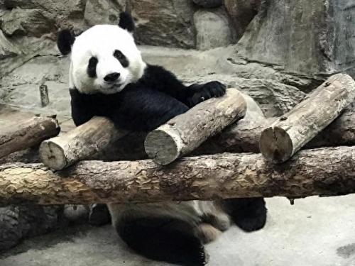 中国十大奇幻动物园排行榜(中国十大精品动物园)插图