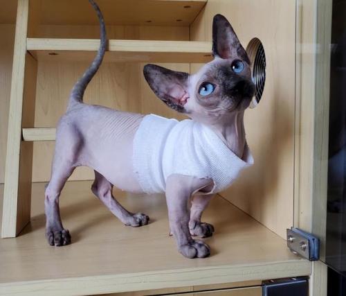 猫咪智商排行榜(公认最聪明的6种猫)插图11