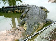 动物杀手排行榜(海洋顶级掠食者排行榜)插图9