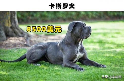 最贵狗排行榜图片(十大最贵的狗)插图6