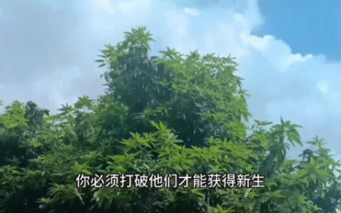 不破不立什么意思(破而后立是比喻爱情什么)