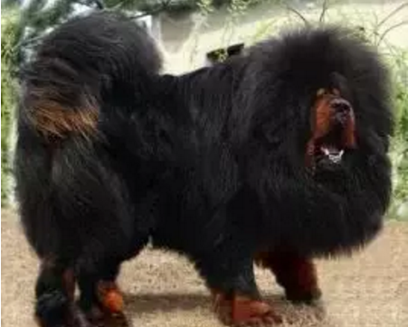 巨型犬排行榜(巨型犬体型排名前十名)插图4