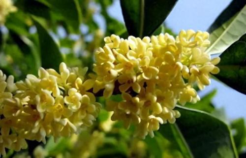 十大名花名字排行榜(十大名花颜色排名)插图67