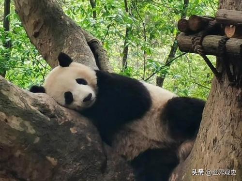 最大保护动物排名前十(国家级保护动物排行榜)插图