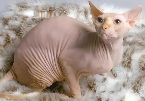 猫咪价格排行榜(宠物猫价格一览表2023)插图5