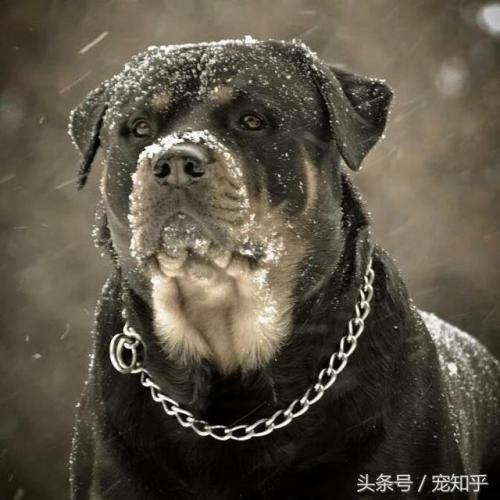 别墅看家护院狗排行榜(什么狗适合看门又容易养)插图