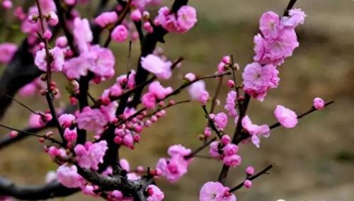 十大名花名字排行榜(十大名花颜色排名)插图7