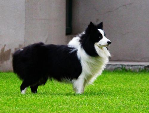 聪明小型猛犬排名前十(猛犬中哪个智商高)插图
