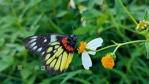 欠你的太多歌词(只欠一句我爱你歌词)插图1
