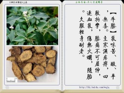 本草纲目中药大全(12000种中草药大全)插图28