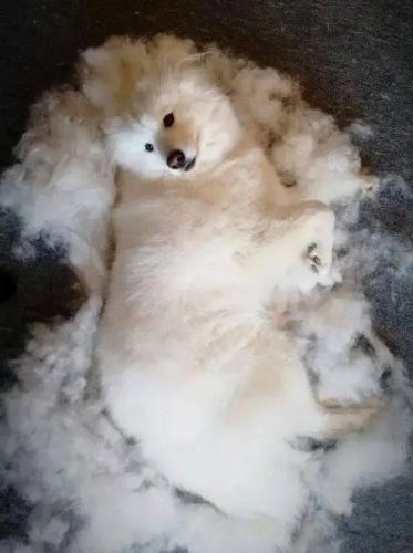狗狗掉毛排行榜(不掉毛的犬种排名)插图3