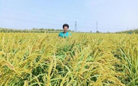 高山稻谷产量排名前十(水稻现在亩产量是多少)
