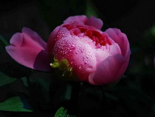 十大名花名字排行榜(十大名花颜色排名)插图11