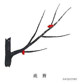 果树修剪技术(果树剪枝顺口溜)插图2