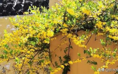 清明节文案简短(关于清明节的文字内容)
