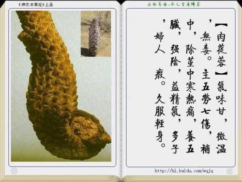 本草纲目中药大全(12000种中草药大全)插图41