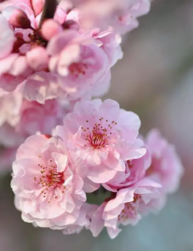 樱花树的特点(樱花的独特之处)插图1
