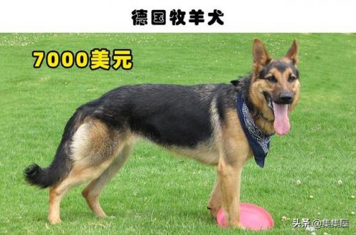 最贵狗排行榜图片(十大最贵的狗)插图7