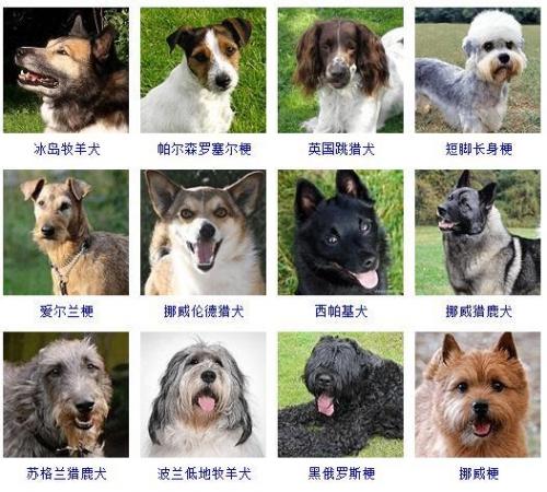 宠物狗品种(十大最漂亮小型犬)插图9
