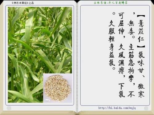 本草纲目中药大全(12000种中草药大全)插图12