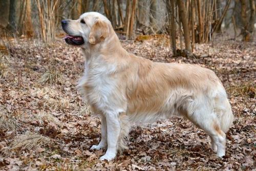 聪明小型猛犬排名前十(猛犬中哪个智商高)插图6