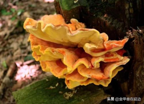 东北蘑菇种类排名前十(东北最好的蘑菇)插图8