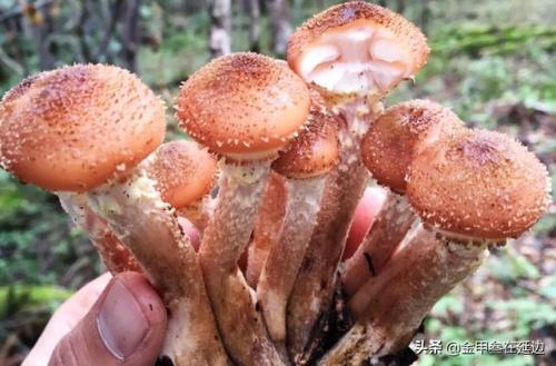 东北蘑菇种类排名前十(东北最好的蘑菇)插图3