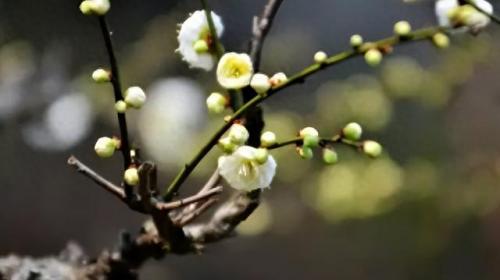 十大名花名字排行榜(十大名花颜色排名)插图4
