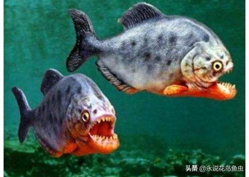 亚马逊杀手排行榜(生态杀手排行榜10名)插图6