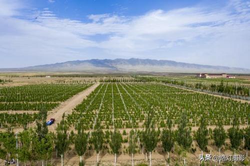 白酒酒庄排名前十(五大顶级酒庄)插图14