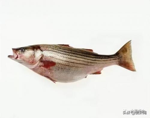 鲈鱼图片(淡水鲈鱼)插图3