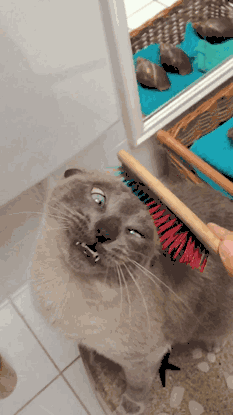 猫掉毛排行榜(十大最不掉毛猫排名)插图17