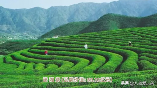 茶叶全球产值排名前十(全国茶叶销售量排名)插图7