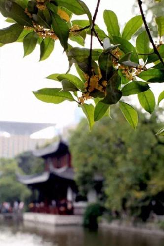 十大名花名字排行榜(十大名花颜色排名)插图65