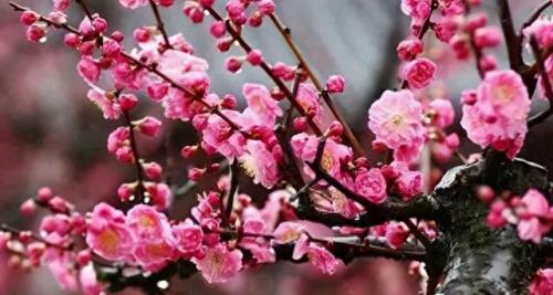 十大名花名字排行榜(十大名花颜色排名)插图6