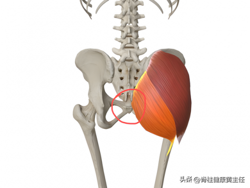尾巴骨疼是怎么回事(男性尾巴根疼痛什么原因)插图2
