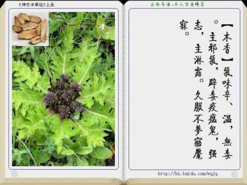 本草纲目中药大全(12000种中草药大全)插图25