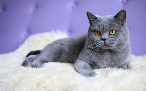 猫咪价格排行榜(宠物猫价格一览表2023)插图1