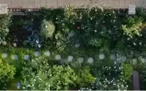 创意庭院超强植物阵容搭配