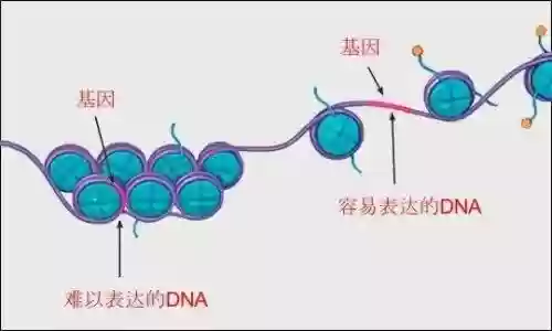 时代进化论手游怎么搭配阵容插图14