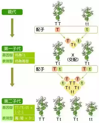 时代进化论手游怎么搭配阵容插图10